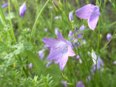 Campanules étalées